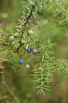Blue juniper cones on an evergreen branch.
