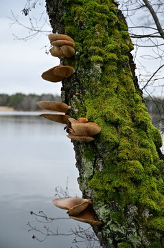 Mushrooms with brown caps on a birch trunk in lichen.