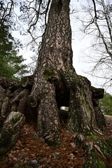 Fototapeta premium Massive tree roots from bottom to top.