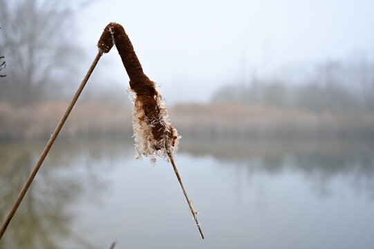 A branch of broken reeds in late autumn against the backdrop of a pond.