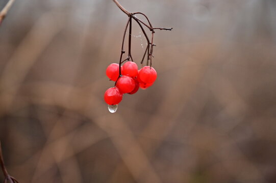 A bunch of red viburnum berries in late autumn with a drop of rain.