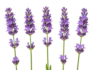 Fototapeta premium Lavender flowers isolated on transparent background