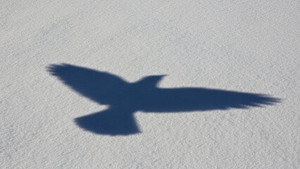 Bird Shadow on Gray Cloudy Sky.