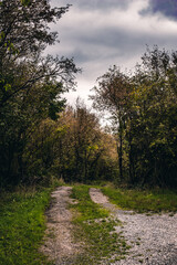 Fototapeta premium Rural dirt road winding through a dense forest with autumn foliage and lush green trees under a moody overcast sky.
