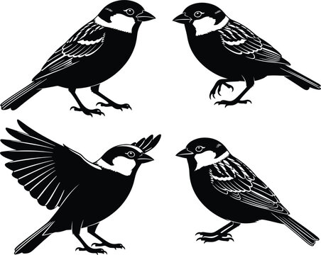 Black and white songbird silhouette vector collection featuring four small sparrows perched and fluttering for nature conservation and garden wildlife branding.
