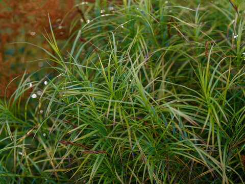Carex muskingumensis in autumn garden. Decorative grasses and grasses in landscape design