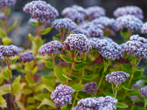 Sedum spectabile in autumn garden. Inflorescences of a plant covered with frost in an autumn garden