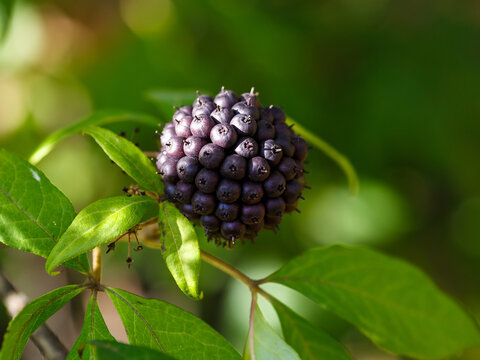 Berries of Eleutherococcus senticosus in natural background. Eleutherococcus is a genus of plants of the Aralii family. Medicinal plants in the garden.