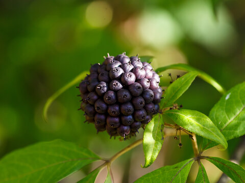 Berries of Eleutherococcus senticosus in natural background. Eleutherococcus is a genus of plants of the Aralii family. Medicinal plants in the garden