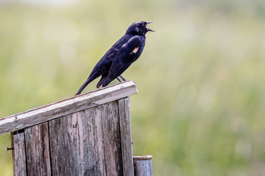 A red-winged blackbird sings while perched on a birdhouse