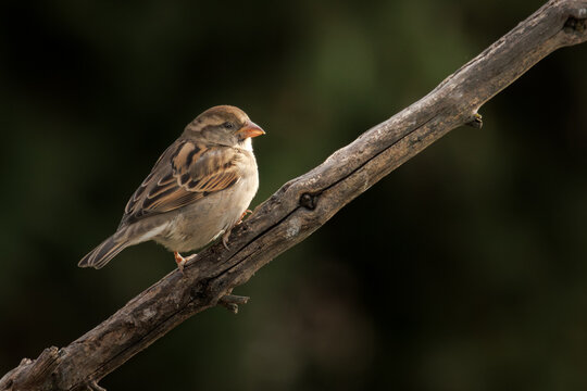 A lone house sparrow perched on a branch