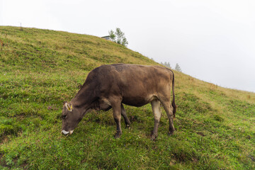 SZWAJCARIA krowa © Marcin