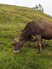 SZWAJCARIA krowa © Marcin