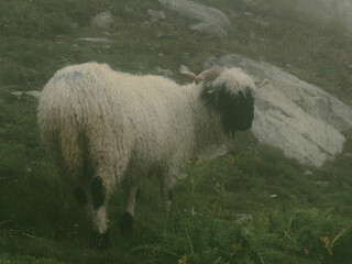 szwajcaria © Marcin