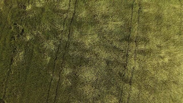 Drone fliegt &uuml;ber ein Feld mit Ernte