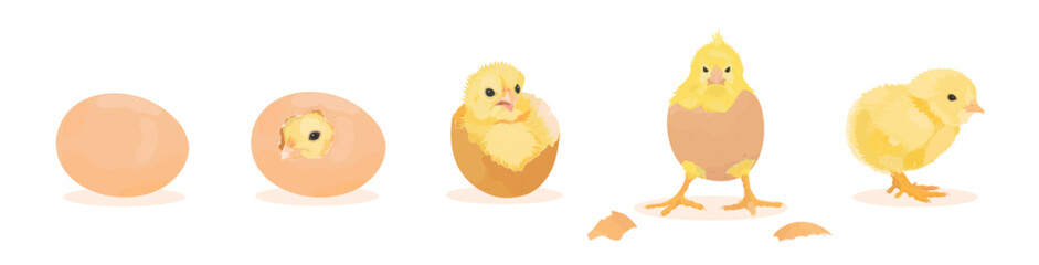 Chick Hatching from Egg. Cute yellow chicks hatch from broken shell egg. Small baby farm bird emergence from eggs, cracked shell. Vector illustration set of funny domestic animal isolated on white.  © iv.rymm