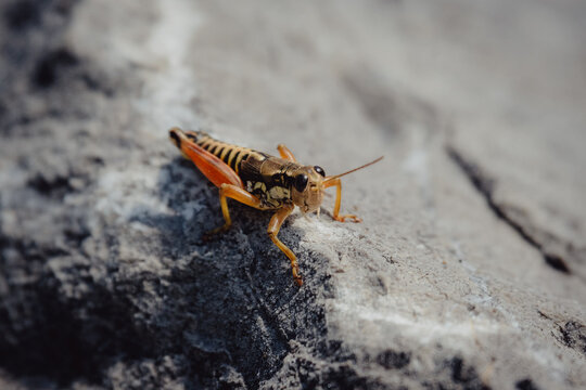 M&auml;nnliches Exemplar einer Gew&ouml;hnlichen Gebirgsschrecke (Podisma pedestris), Julische Alpen, Slowenien