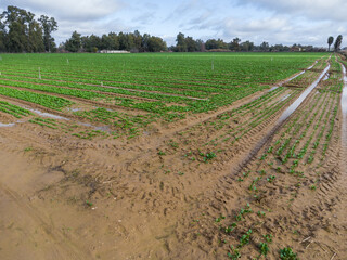 Wide angle view of spinach field in winter with water puddles after rain under cloudy sky.