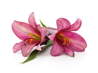 Two pink lily flowers isolated on a white background.