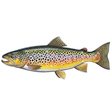 Brown trout illustration isolated on transparent background isolated on transparent background