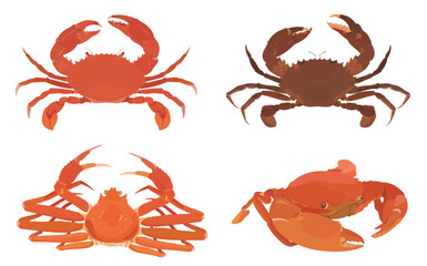 Cute hand drawn cartoon Crab. Red Crab, Snow Crab and Raw Black Crab isolated on white background. Seafood vector illustration set. © iv.rymm