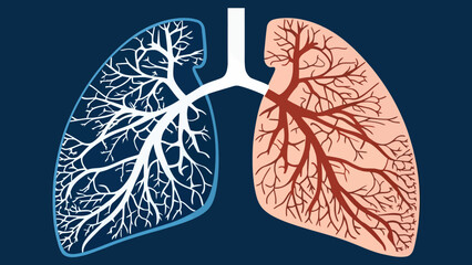 Detailed human lung anatomy illustration with bronchi and blood vessels