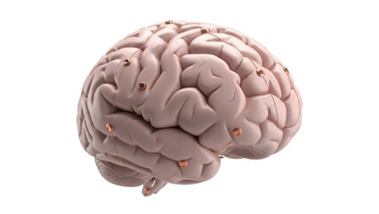 Human brain model with electrodes isolated PNG, neurological research and brainwave monitoring for medical and educational purposes