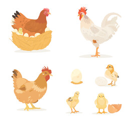 Cute hand drawn farm birds collection. Vector illustrations of chicken, chicks, eggs, hen and rooster isolated on white background. Set of poultry clip. © iv.rymm