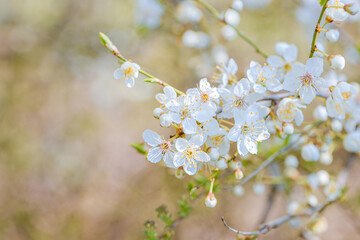 Obraz premium Lush White Flowers Shading Below, An Abundant Springtime Canopy Of Pale Blossoms With Ambient Warm Light And Sense Of Depth