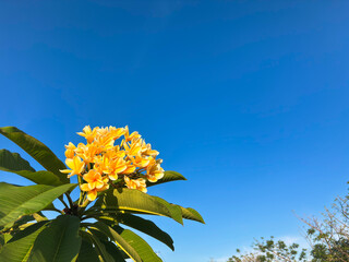 Experience serenity with vibrant yellow plumeria flowers against a clear blue sky, perfect for evoking feelings of tropical paradise and relaxation.