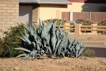 Xeriscaped roadside with Century plant, Agave americana,, a large, popular ornamental succulent native to Mexico and American Southwest