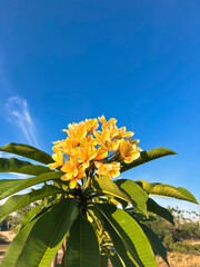 Experience serenity with vibrant yellow plumeria flowers blooming under a clear blue sky, evoking feelings of tropical paradise and relaxation.