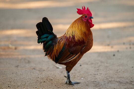 Colorful rooster standing on sandy ground, featuring vibrant red comb, golden feathers and dark iridescent tail, photographed outdoors in natural light