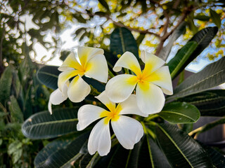 Serene tropical scene featuring beautiful white plumeria flowers in a lush garden setting, evoking feelings of peace and relaxation.