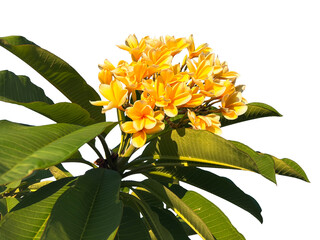 Yellow frangipani flower isolated on white background, suitable for posters, brochures, packaging, spa branding, wellness products, and tropical themed graphic design.