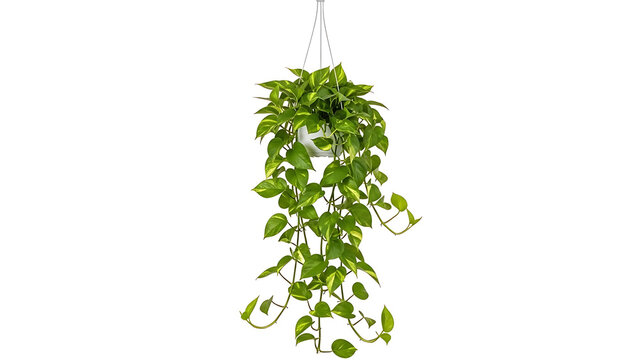 Hanging pothos plant isolated on transparent background