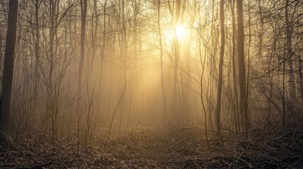 Sunlight filtering through foggy forest trees creating a golden glow on the ground and atmosphere