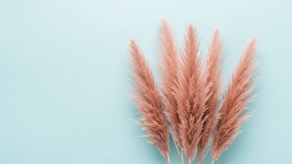 Delicate dried pampas grass plumes arranged artfully against a soft blue background.