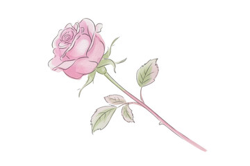 Pink Rose flower isolated on a transparent background