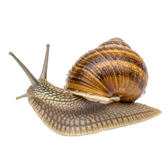 Brown and yellow snail on transparent background