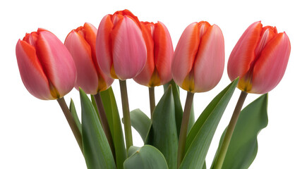 Pink tulips with green leaves flowers isolated on a transparent background