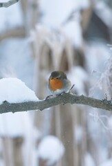 Rotkehlchen im Winter