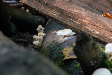 Fototapeta premium Porcelian mushrooms in morning dew