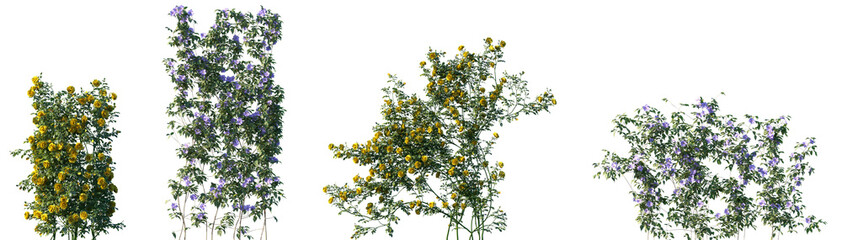 Set of Rosa setigera and Clematis florida blossoming frontal isolated png on a transparent background perfectly cutout © Viktoria