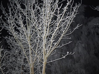 Mróz i szron © EwaAF