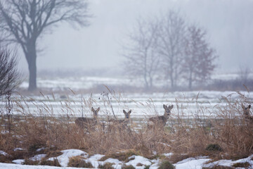 Roe deer in a foggy winter field © anettastar