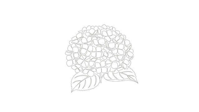 Simple line art drawing of a hydrangea flower and its leaves