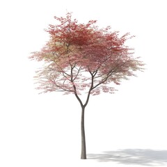 Obraz premium A single tree with pink leaves on white background