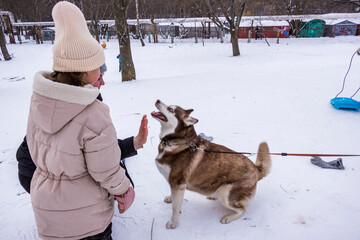owner trains husky dog ​​to give front paw, siberian, sitting, girl next to her, snowy park, red and white, friendly face, in snow © Наталія Богодіца