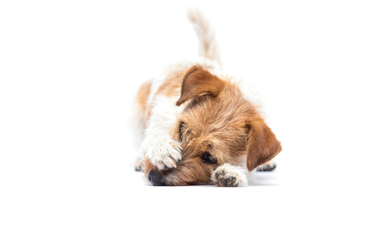 Cute Jack Russell Terrier puppy covering face with paw on white background.